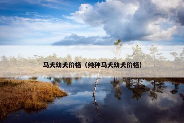 马犬幼犬价格（纯种马犬幼犬价格）