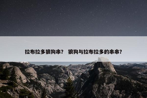 拉布拉多狼狗串？ 狼狗与拉布拉多的串串？
