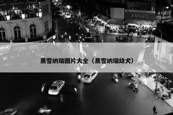 黑雪纳瑞图片大全（黑雪纳瑞幼犬）
