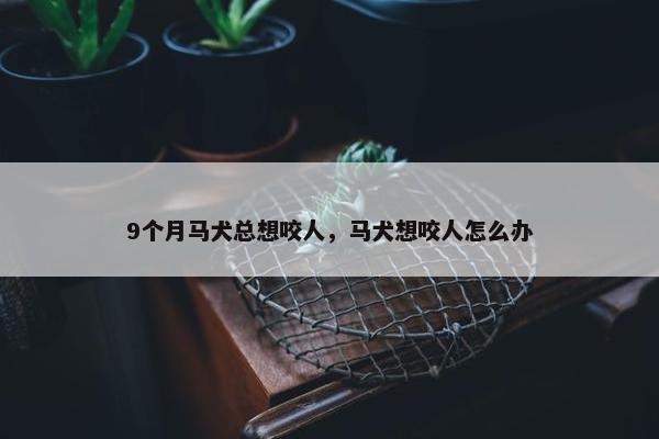 9个月马犬总想咬人，马犬想咬人怎么办