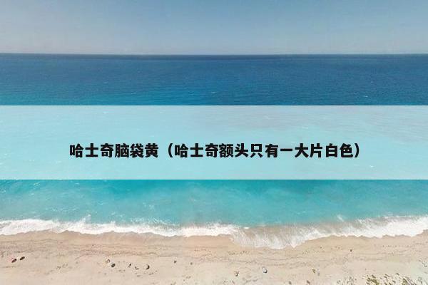 哈士奇脑袋黄（哈士奇额头只有一大片白色）