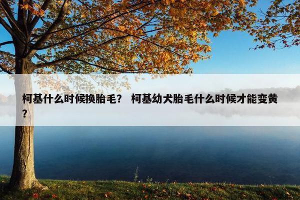 柯基什么时候换胎毛？ 柯基幼犬胎毛什么时候才能变黄？