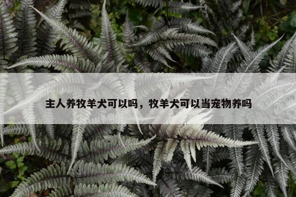 主人养牧羊犬可以吗，牧羊犬可以当宠物养吗