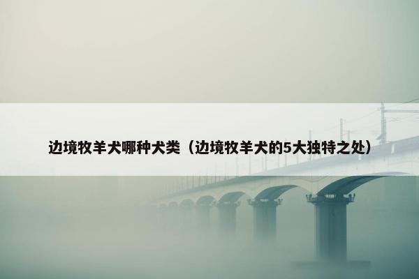边境牧羊犬哪种犬类（边境牧羊犬的5大独特之处）