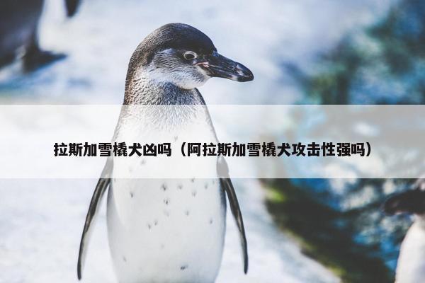 拉斯加雪橇犬凶吗（阿拉斯加雪橇犬攻击性强吗）