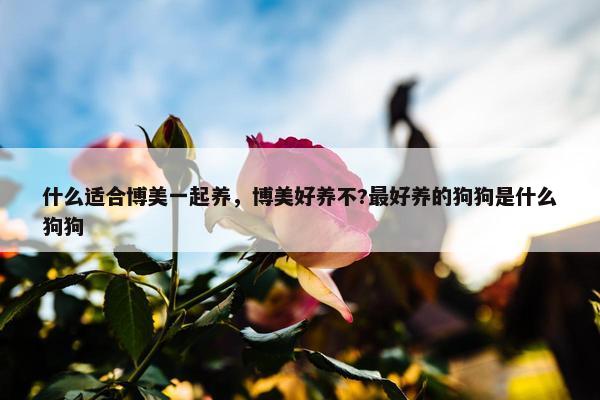 什么适合博美一起养，博美好养不?最好养的狗狗是什么狗狗