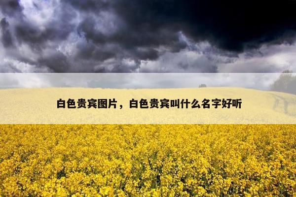 白色贵宾图片，白色贵宾叫什么名字好听