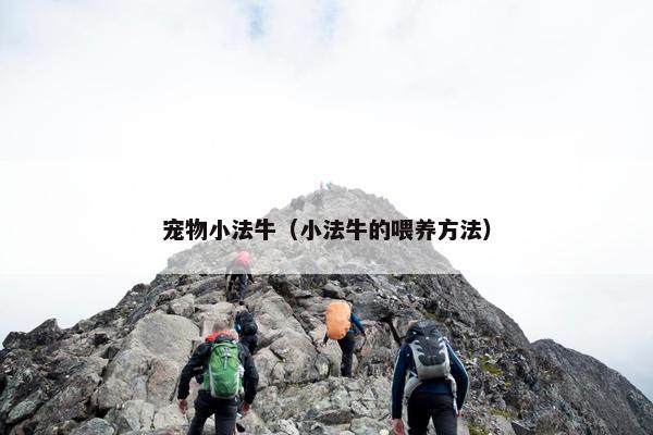 宠物小法牛（小法牛的喂养方法）