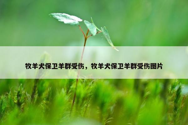 牧羊犬保卫羊群受伤，牧羊犬保卫羊群受伤图片