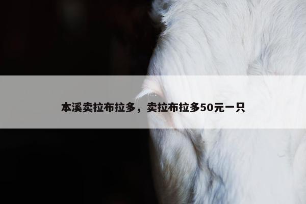 本溪卖拉布拉多，卖拉布拉多50元一只