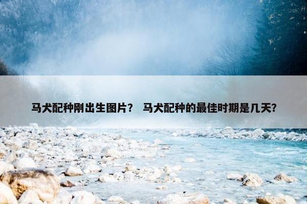 马犬配种刚出生图片？ 马犬配种的最佳时期是几天？