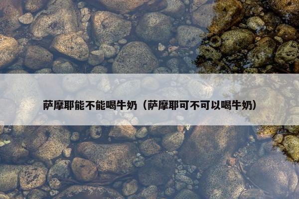 萨摩耶能不能喝牛奶（萨摩耶可不可以喝牛奶）