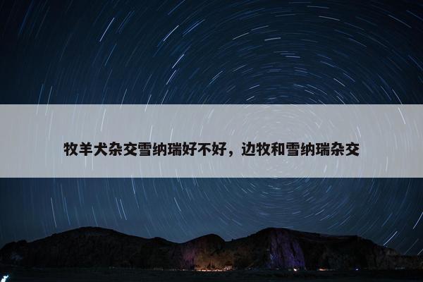 牧羊犬杂交雪纳瑞好不好，边牧和雪纳瑞杂交