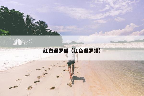 红白暹罗猫（红色暹罗猫）