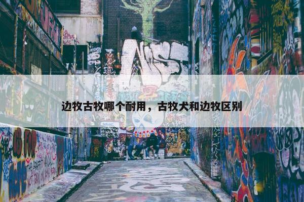 边牧古牧哪个耐用，古牧犬和边牧区别