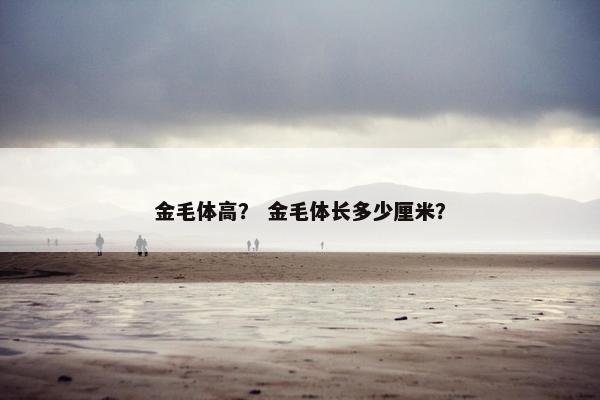 金毛体高？ 金毛体长多少厘米？
