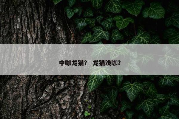 中咖龙猫？ 龙猫浅咖？
