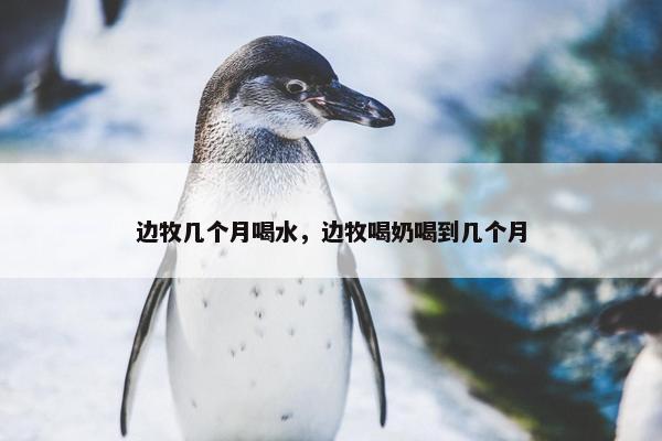 边牧几个月喝水，边牧喝奶喝到几个月