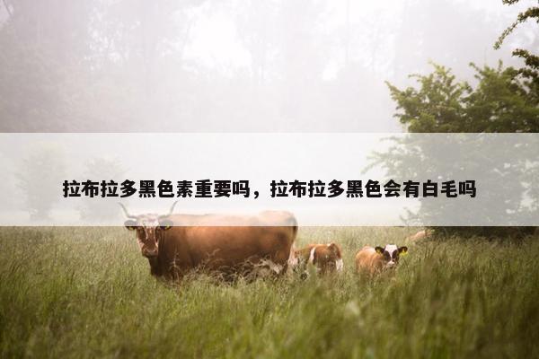 拉布拉多黑色素重要吗，拉布拉多黑色会有白毛吗