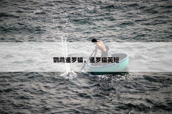 鹦鹉暹罗猫，暹罗猫英短