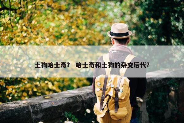 土狗哈士奇？ 哈士奇和土狗的杂交后代？