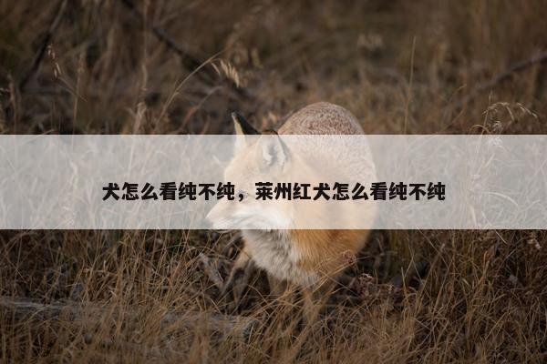 犬怎么看纯不纯，莱州红犬怎么看纯不纯