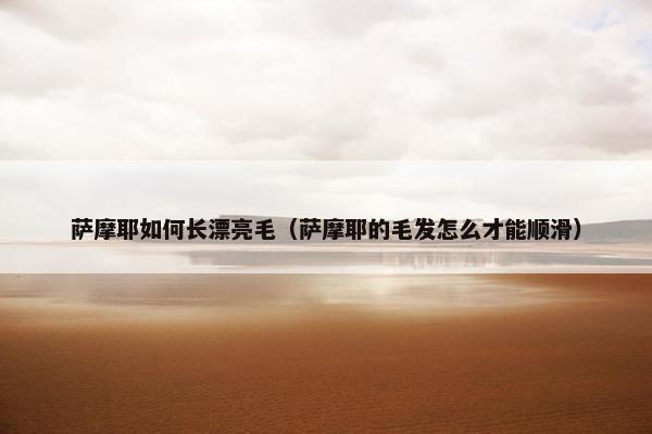 萨摩耶如何长漂亮毛（萨摩耶的毛发怎么才能顺滑）