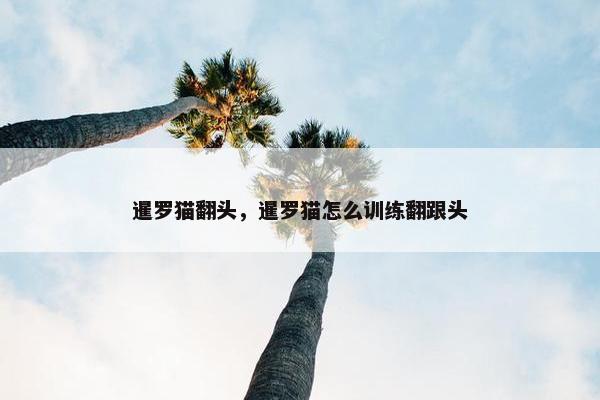 暹罗猫翻头，暹罗猫怎么训练翻跟头