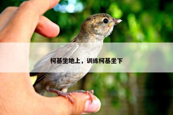 柯基坐地上，训练柯基坐下