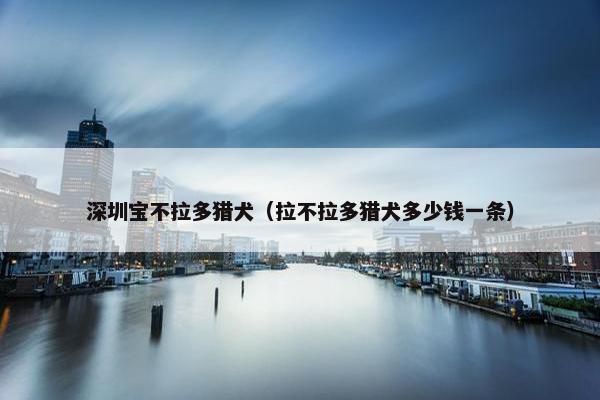 深圳宝不拉多猎犬（拉不拉多猎犬多少钱一条）