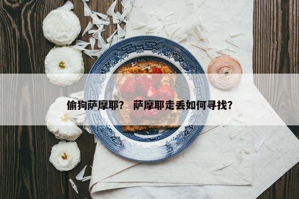 偷狗萨摩耶？ 萨摩耶走丢如何寻找？