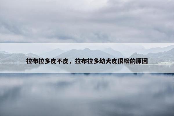 拉布拉多皮不皮，拉布拉多幼犬皮很松的原因