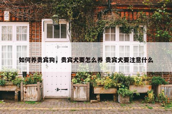 如何养贵宾狗，贵宾犬要怎么养 贵宾犬要注意什么