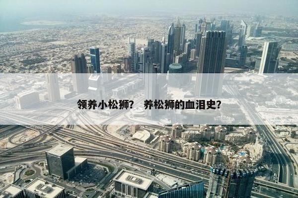 领养小松狮？ 养松狮的血泪史？