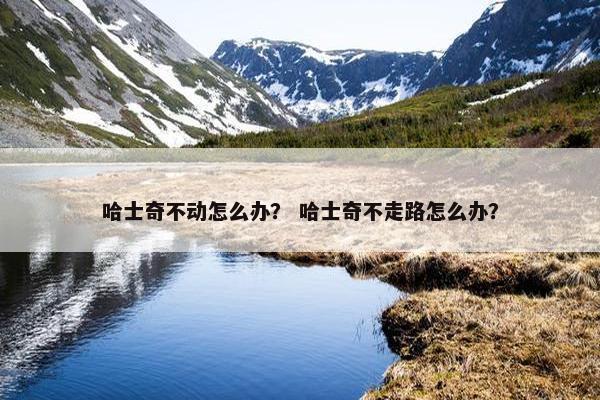 哈士奇不动怎么办？ 哈士奇不走路怎么办？