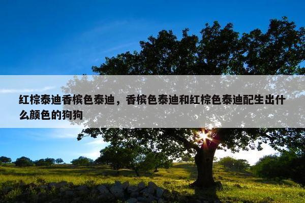 红棕泰迪香槟色泰迪，香槟色泰迪和红棕色泰迪配生出什么颜色的狗狗