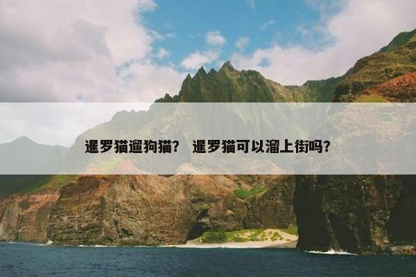 暹罗猫遛狗猫？ 暹罗猫可以溜上街吗？