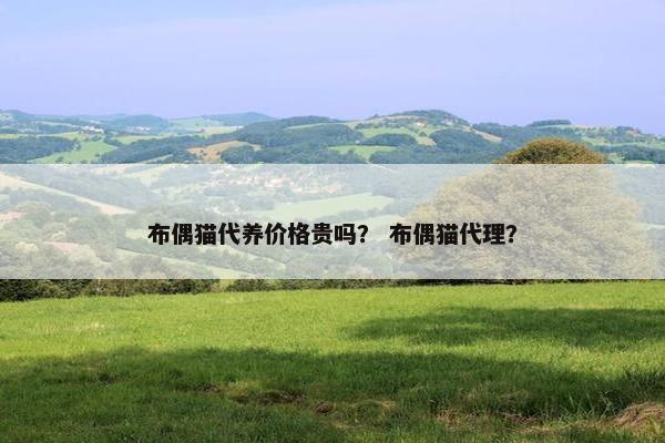 布偶猫代养价格贵吗？ 布偶猫代理？