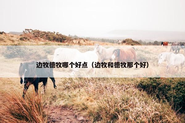 边牧德牧哪个好点（边牧和德牧那个好）