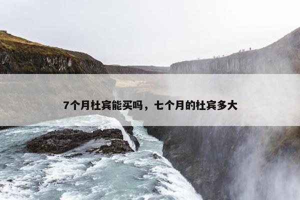 7个月杜宾能买吗，七个月的杜宾多大