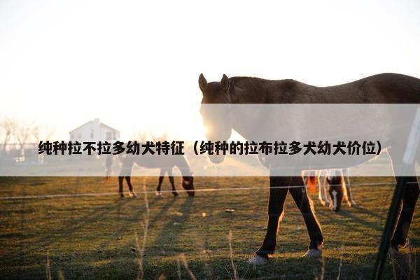 纯种拉不拉多幼犬特征（纯种的拉布拉多犬幼犬价位）