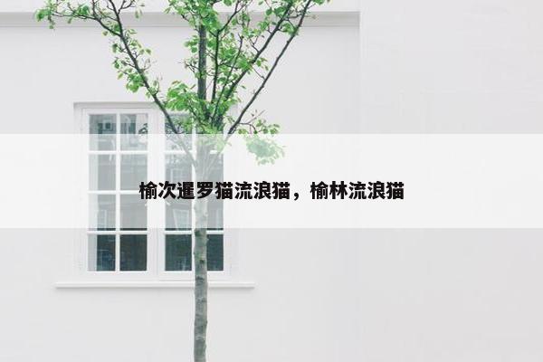 榆次暹罗猫流浪猫，榆林流浪猫