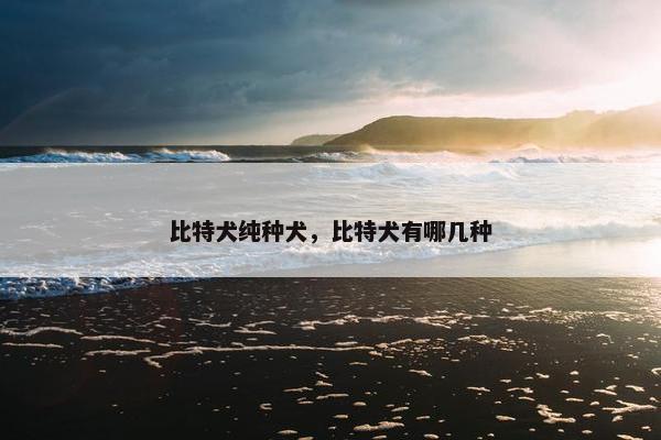 比特犬纯种犬，比特犬有哪几种