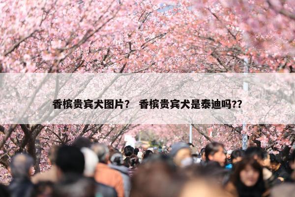 香槟贵宾犬图片？ 香槟贵宾犬是泰迪吗?？