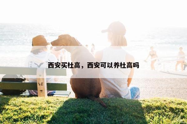 西安买杜高，西安可以养杜高吗