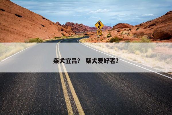 柴犬宜昌？ 柴犬爱好者？