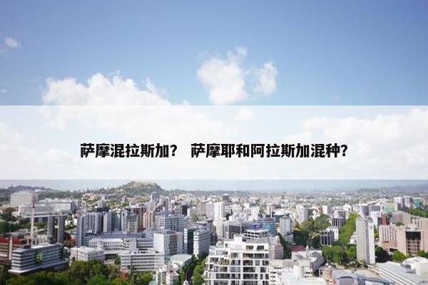 萨摩混拉斯加？ 萨摩耶和阿拉斯加混种？