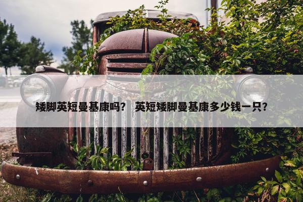 矮脚英短曼基康吗？ 英短矮脚曼基康多少钱一只？