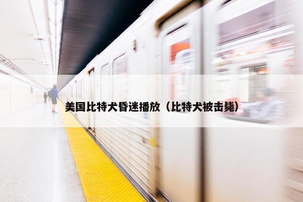 美国比特犬昏迷播放（比特犬被击毙）