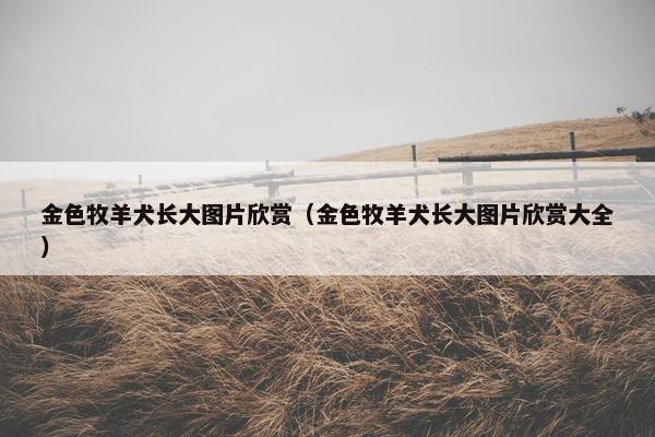 金色牧羊犬长大图片欣赏（金色牧羊犬长大图片欣赏大全）